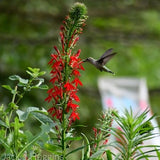 Cardinal Flower (Lobelia cardinalis)  Packet of 25 seeds with FREE Shipping!