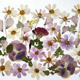 Edible flowers for cake decoration, Pressed flowers for wedding cakes, Edible pressed flowers, Pressed flowers for cake decorations, craft