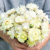 Strawflower Creamy White 50 Seeds Annual Dried Cut Flower