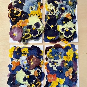 Pressed edible pansy and viola flower mix, assorted colors on flat sheets