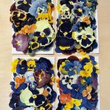 100 pcs *EDIBLE* ÔPansy PartyÕ pressed VIOLA & PANSY *flowers* - Chemical free, garden/greenhouse grown, hand pressed for baking/decorating
