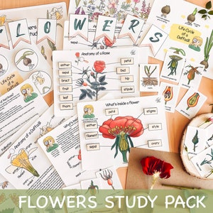 Flowers study pack printable cards with flower life cycle diagrams and nature terms