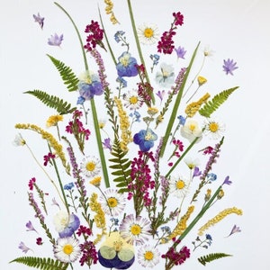 Pressed wildflower set for cake decorating and DIY, multicolored dried blooms on stems