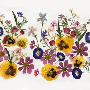 Mixed pressed edible flowers for cake and craft decorations, multicolor floral pieces