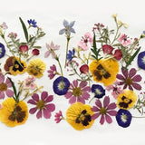 50+ Mixed Pressed Flowers - Edible Flowers  for Cake Decorations,  Crafts, Flower Arts - DF 047-6A