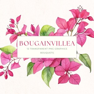 Watercolor bougainvillea floral clipart with pink blossoms and green leaves, set card