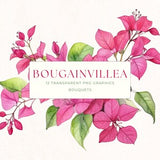 Bougainvillea Watercolor Clipart, Pink Floral Prints, Instant Download, Mediterranean Art, Flower Graphic, Summer Clip Art, BOU001
