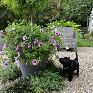 Black planter window box with purple flowering plants, outdoors