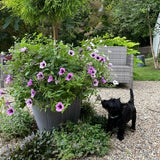 Planter Container Window Box Herb Design and Planting, Flowers, Soil, Planted, Delivery Included. Deposit Only