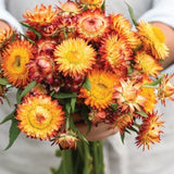 Strawflower King Size Orange 50 Seeds Annual Dried Cut Flower