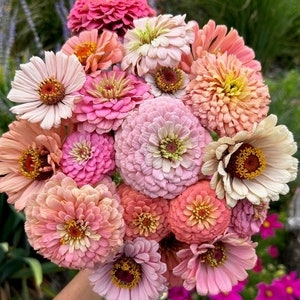 Zinnia Flower Seeds, Bouquet Flowers, Wedding Flowers, Wildflowers, Garden Seeds, Cottage Garden, English Garden, Gift, Gardener, Pink.