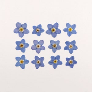 Tiny Blue Pressed Forget-Me-Not Flowers for Crafts, Resin, Journal, Scrapbooking, Cardmaking - 12 pcs Natural Small Flowers