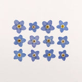 Tiny Blue Pressed Forget-Me-Not Flowers for Crafts, Resin, Journal, Scrapbooking, Cardmaking - 12 pcs Natural Small Flowers