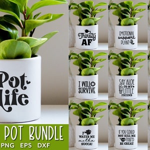 Set of white plant pots with succulents and humorous quote designs