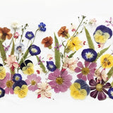 50+ Mixed Pressed Flowers - Edible Flowers  for Cake Decorations,  Crafts, Flower Arts - DF047-3