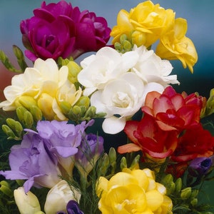 Mixed-color freesia flowers bundle with purple, pink, white, yellow, and red blooms