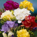 Freesias 8 bulbs, mixed variety of colors , perennial flowers, orange, white, pink, purple blooms