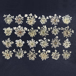 Natural white Queen Anne's lace flower pieces, small lacy blooms for crafts and resin