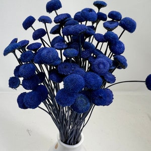 Cobalt blue dried button flower bouquet with round fuzzy blooms on stems in a vase