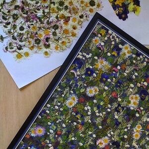 Dark framed pressed flower wall art with blue, yellow and white botanical flowers