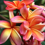 PINK PLUMERIA Rubra Frangipani Rare 5 Seeds