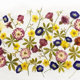 50+ Mixed Pressed Flowers - Edible Flowers  for Cake Decorations,  Crafts, Flower Arts - DF 048-10A