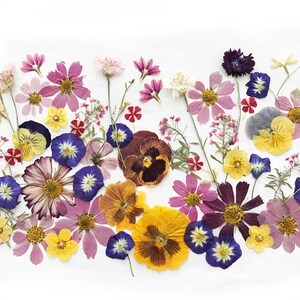 Mixed pressed edible flowers, assorted colors and shapes for cake and craft decoration