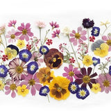 50+ Mixed Pressed Flowers - Edible Flowers  for Cake Decorations,  Crafts, Flower Arts - DF 048-5