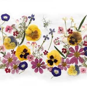 Pressed edible flower assortment with mixed blue, yellow, pink, red, and purple blooms