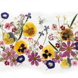 50+ Mixed Pressed Flowers - Edible Flowers  for Cake Decorations,  Crafts, Flower Arts - DF050-3