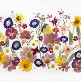 50+ Mixed Pressed Flowers - Edible Flowers  for Cake Decorations,  Crafts, Flower Arts - DF 050-7