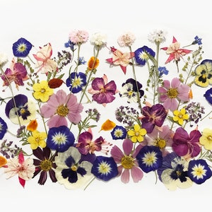 Mixed pressed edible flowers, assorted colors for cake decorations and crafts