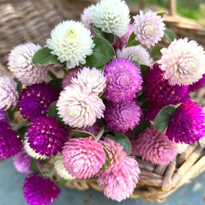Gomphrena Mix Seeds / Globe Amaranth Seeds /  Gomphrena Globosa / Flower Seeds / Flower Bouquet /Dried Flower / 30 seeds (G62)