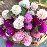 Gomphrena Mix Seeds / Globe Amaranth Seeds /  Gomphrena Globosa / Flower Seeds / Flower Bouquet /Dried Flower / 30 seeds (G62)