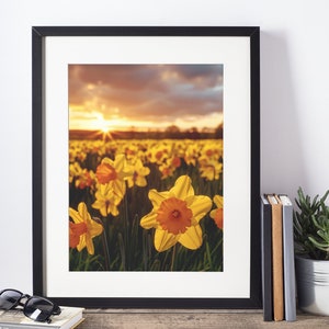 Framed wall art print with yellow daffodils in a spring field at sunset