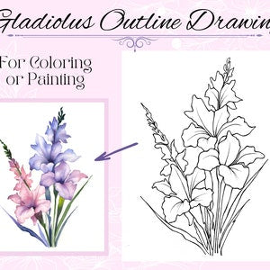 Gladiolus Flower Drawing Outline Printable PDF Digital Download for Coloring or Painting