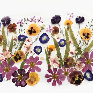 Pressed edible flower mix, assorted purple, yellow, pink, brown blooms for cake and crafts