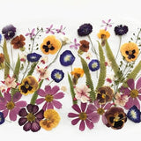 50+ Mixed Pressed Flowers - Edible Flowers  for Cake Decorations,  Crafts, Flower Arts - DF047-4