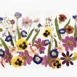 50+ Mixed Pressed Flowers - Edible Flowers  for Cake Decorations,  Crafts, Flower Arts - DF 047-8