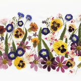50+ Mixed Pressed Flowers - Edible Flowers  for Cake Decorations,  Crafts, Flower Arts - DF 047-9
