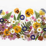 50+ Mixed Pressed Flowers  - Edible Flowers  for Cake Decorations,  Crafts, Flower Arts - DF 048-2