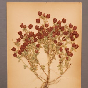 Herbarium wall art print with pressed wild flowers, red-brown blossoms and green stems