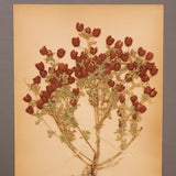 Antique Swedish Herbarium, wall art with pressed wild flowers, 10 pages from 1930s. Unique wall decoration with a history with free delivery