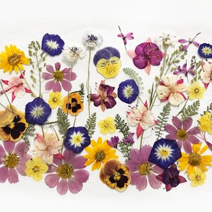 Pressed edible flower assortment with mixed small yellow, blue, pink, purple blooms