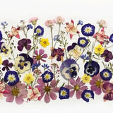 50+ Mixed Pressed Flowers - Edible Flowers  for Cake Decorations,  Crafts, Flower Arts - DF 047-6