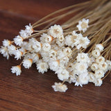 50 pcs  Baby's breath , A small pack of dried flowers ,for Filler of the mini glass bottles,MINI Star daisy flowers(122-45)