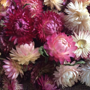 Mixed dried strawflower heads in pink, white, and burgundy
