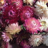 Dried strawflower heads - pink/white/burgundy mix
