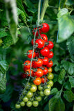 Live Cherry Tomatoes Plant Ð 5Ð8Ó Tall Ð 2PPP Ð Easy to Grow Vegetable Garden Garden Plants
