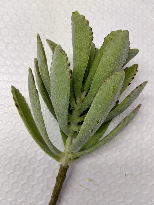 Artificial Kalanchoe succulent.  GREEN  (flocked) Green Plant